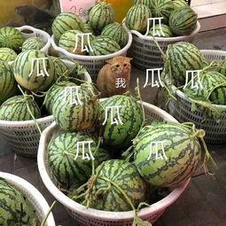 这几年吃的娱乐瓜是什么